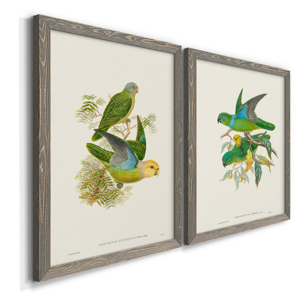 Lime & Cerulean Parrots I - Barnwood Framed Canvas Set