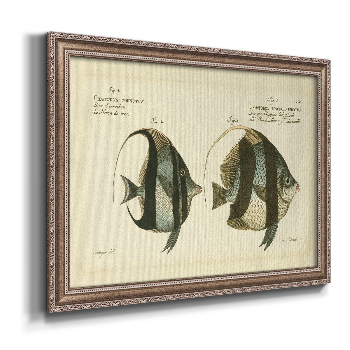 Bloch Antique Fish I Premium Framed Canvas- Ready to Hang