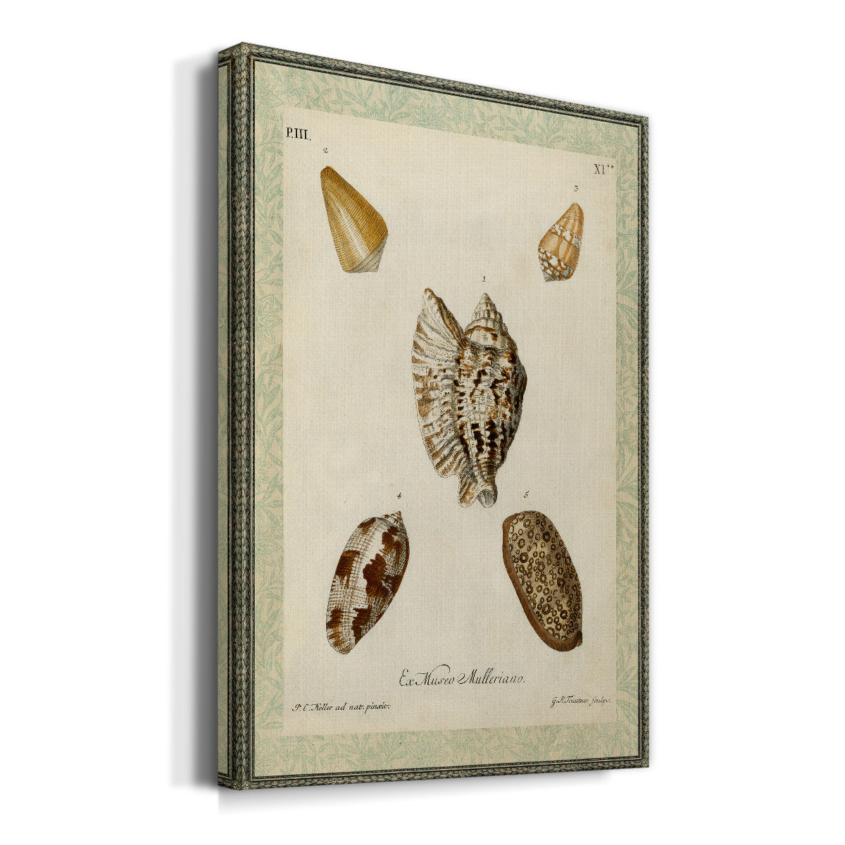 Bookplate Shells II Premium Gallery Wrapped Canvas - Ready to Hang