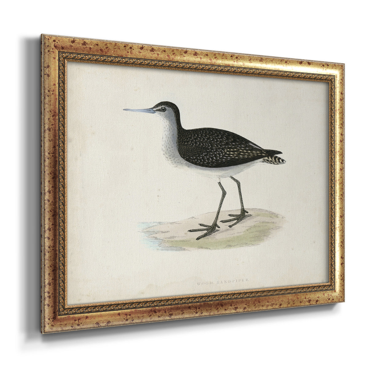 Morris Sandpipers VIII Premium Framed Canvas- Ready to Hang