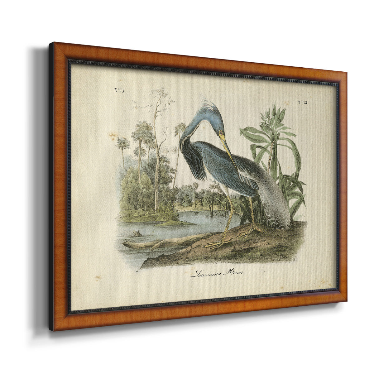 Audubons Louisiana Heron Premium Framed Canvas- Ready to Hang