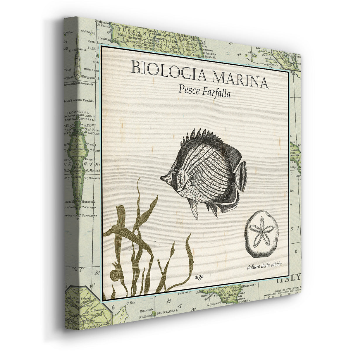 Biologia Marina I-Premium Gallery Wrapped Canvas - Ready to Hang