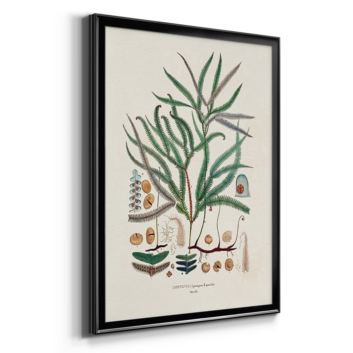 Botanical Society Ferns VII - Modern Framed Canvas Print