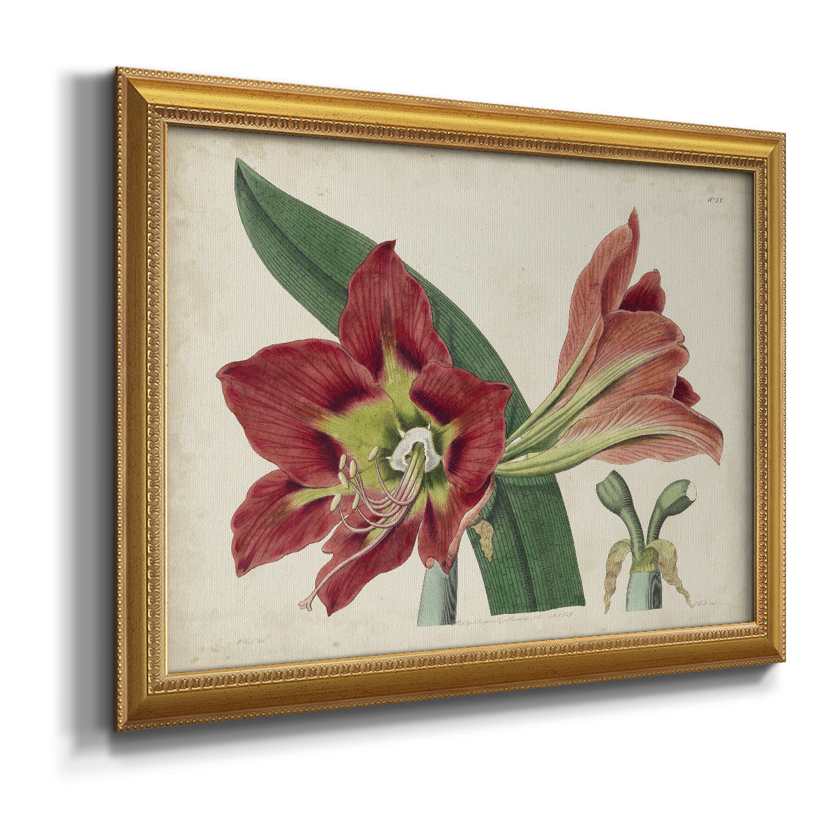 Amaryllis Splendor I Premium Framed Canvas- Ready to Hang