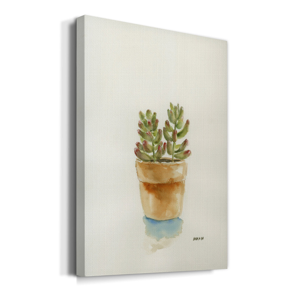 Succulent III - Canvas Art Print