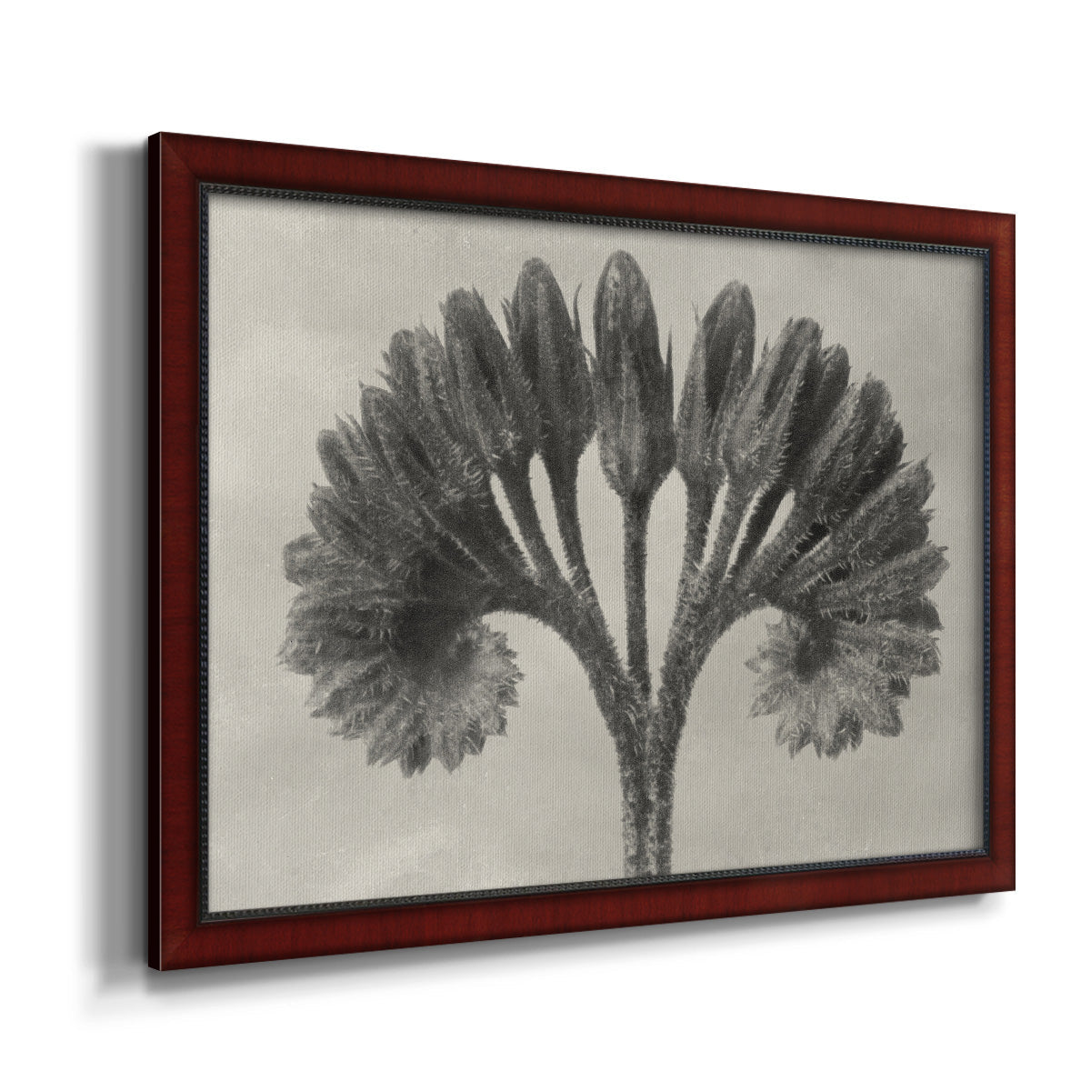 Vintage botanical plant study photograph by Karl Blossfeldt printed on canvas in an ornate cherry burl wood frame.