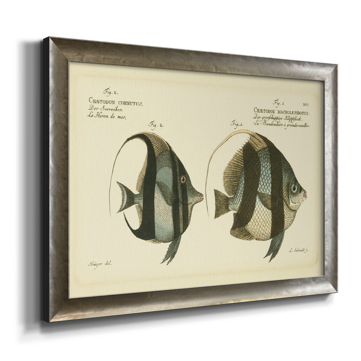 Bloch Antique Fish I Premium Framed Canvas- Ready to Hang