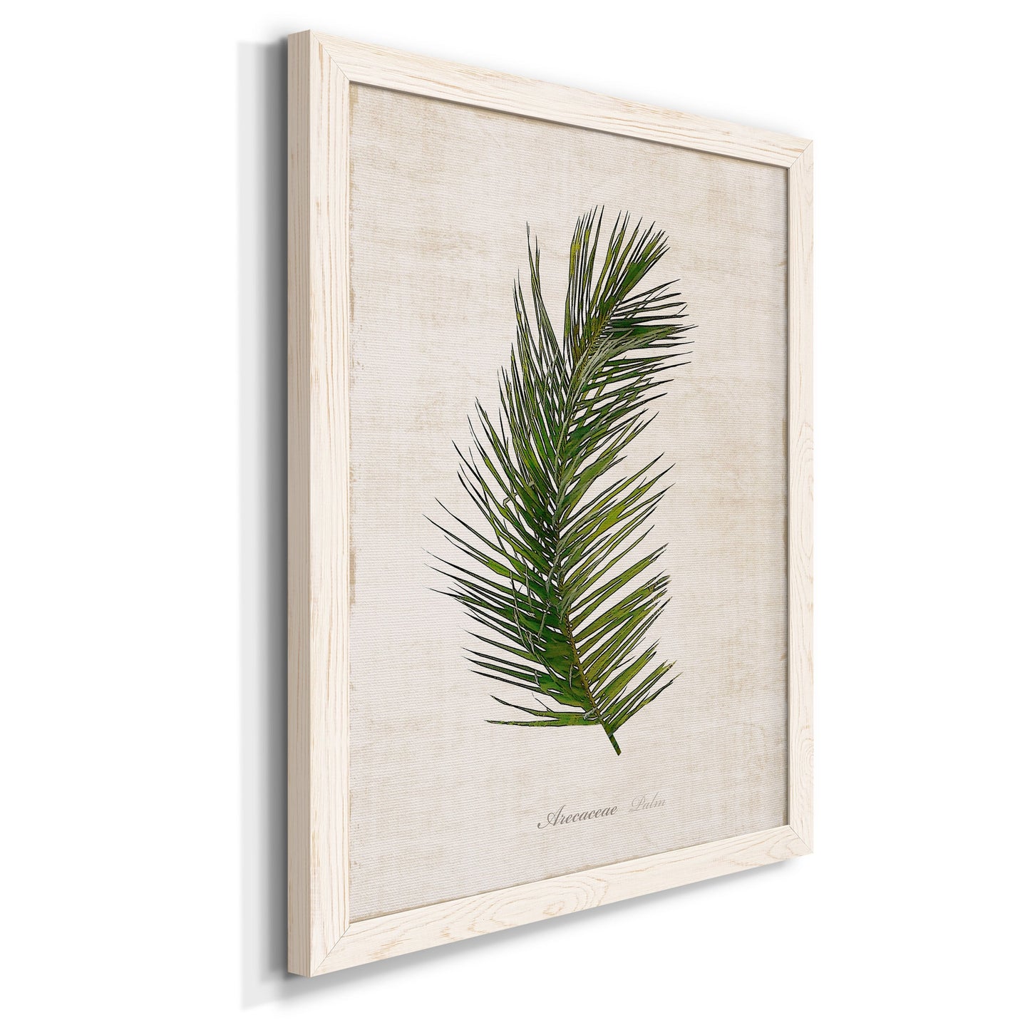 Palm Botanical II - Premium Canvas Framed in Barnwood - Ready to Hang