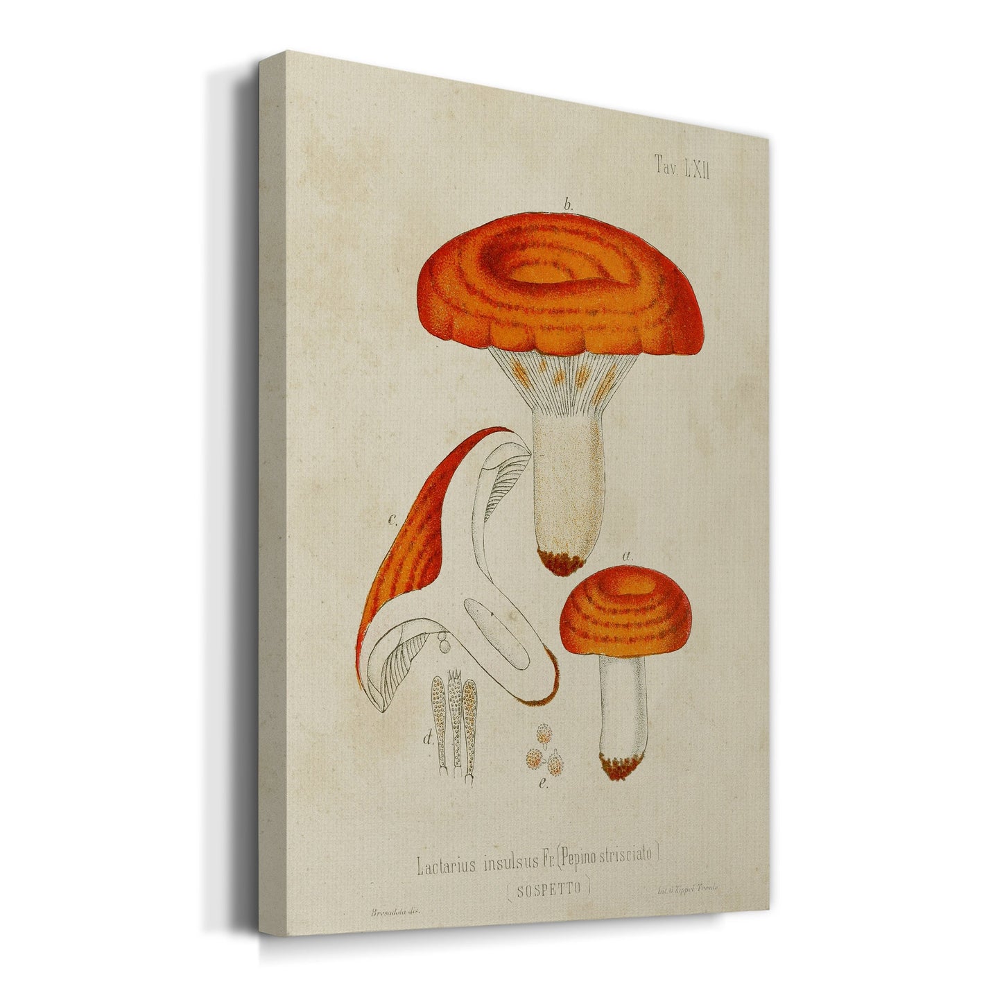 Mushroom Varieties IX Premium Gallery Wrapped Canvas - Ready to Hang