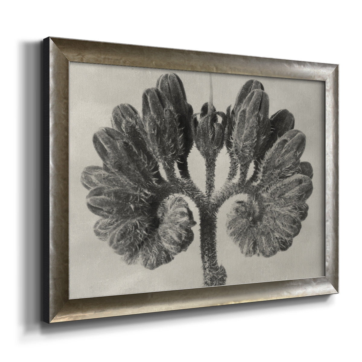 Blossfeldt Botanical VIII Premium Framed Canvas- Ready to Hang