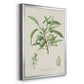 Antique Almond Botanical III - Modern Framed Canvas Print