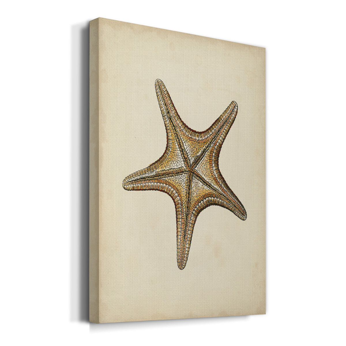 Sealife Collection IV Premium Gallery Wrapped Canvas - Ready to Hang