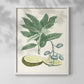 Buchoz Tropicals IV - Restickable Framed Art Print
