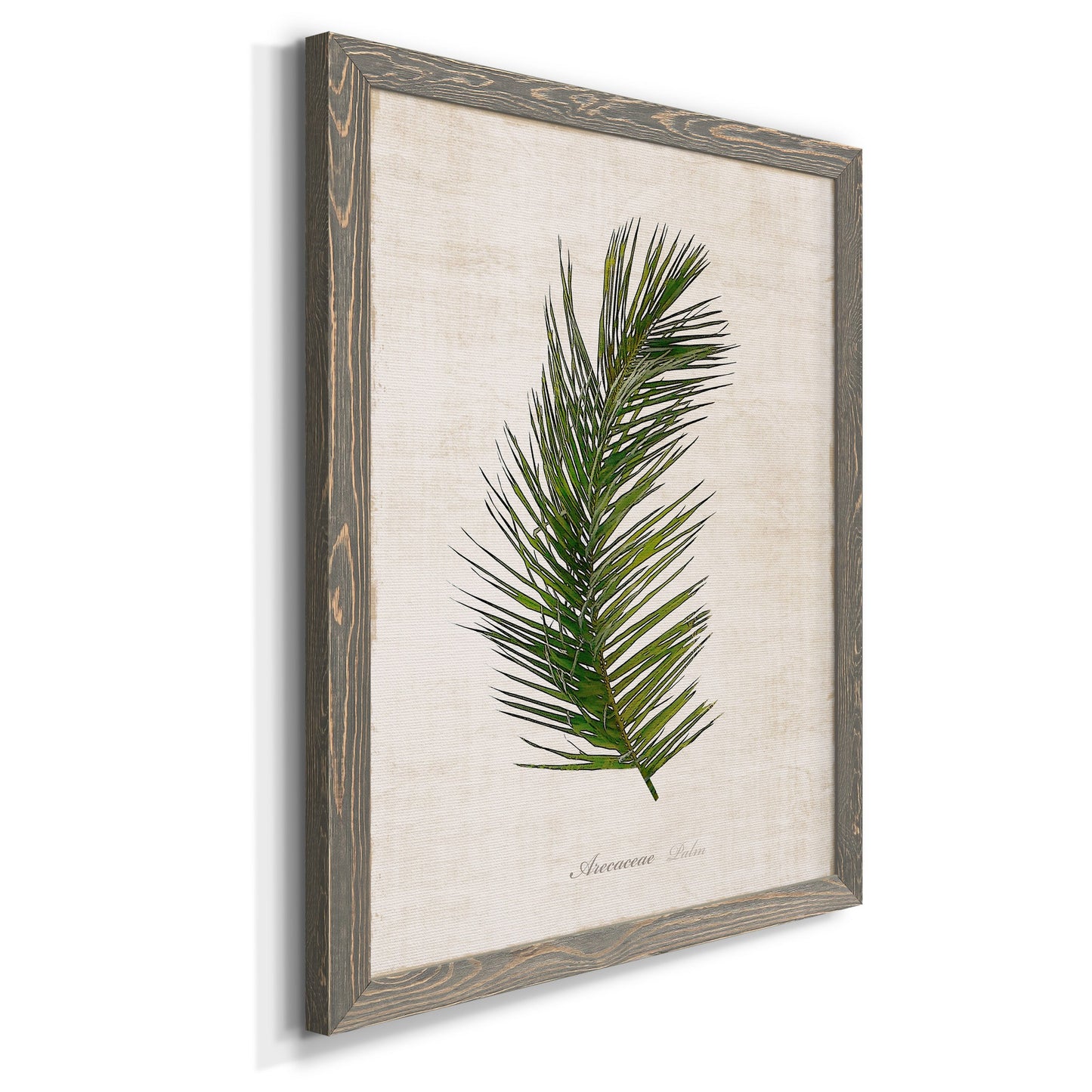 Palm Botanical II - Premium Canvas Framed in Barnwood - Ready to Hang