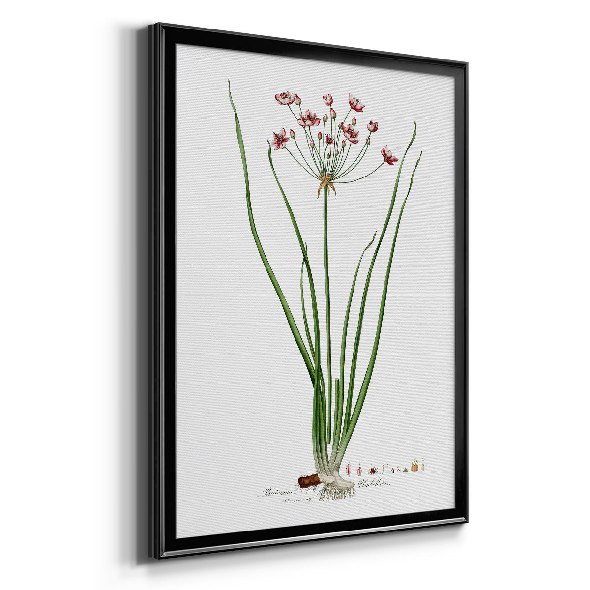 Rose Botanical II - Modern Framed Canvas Print