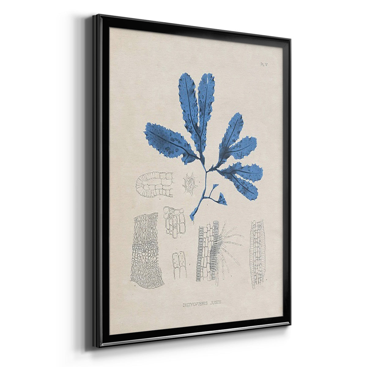 Blue Marine Algae VII - Modern Framed Canvas Print