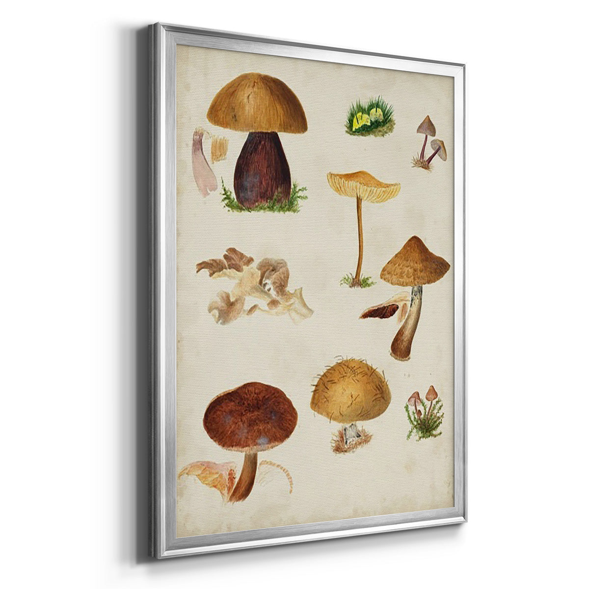 Mushroom Species II - Modern Framed Canvas Print