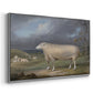 A Border Leicester Ewe, c. 1795-1800 - Floater Framed Canvas Print