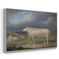 A Border Leicester Ewe, c. 1795-1800 - Floater Framed Canvas Print
