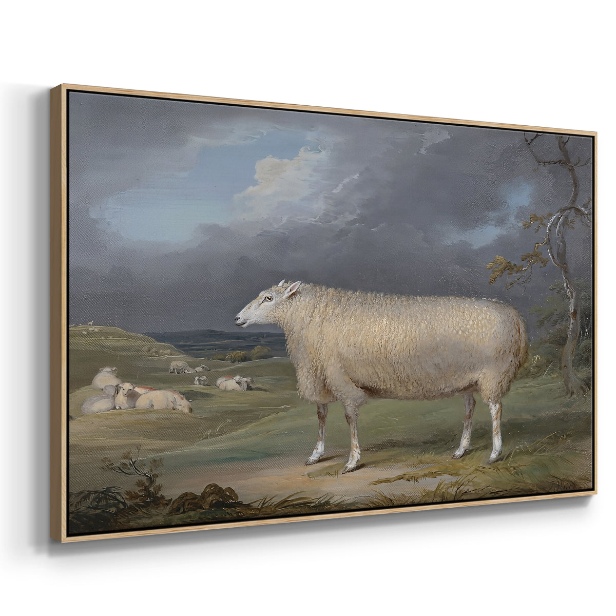 A Border Leicester Ewe, c. 1795-1800 - Floater Framed Canvas Print