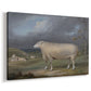 Canvas art print featuring a pastoral animal portrait of ewe in rural field, displayed at an angle