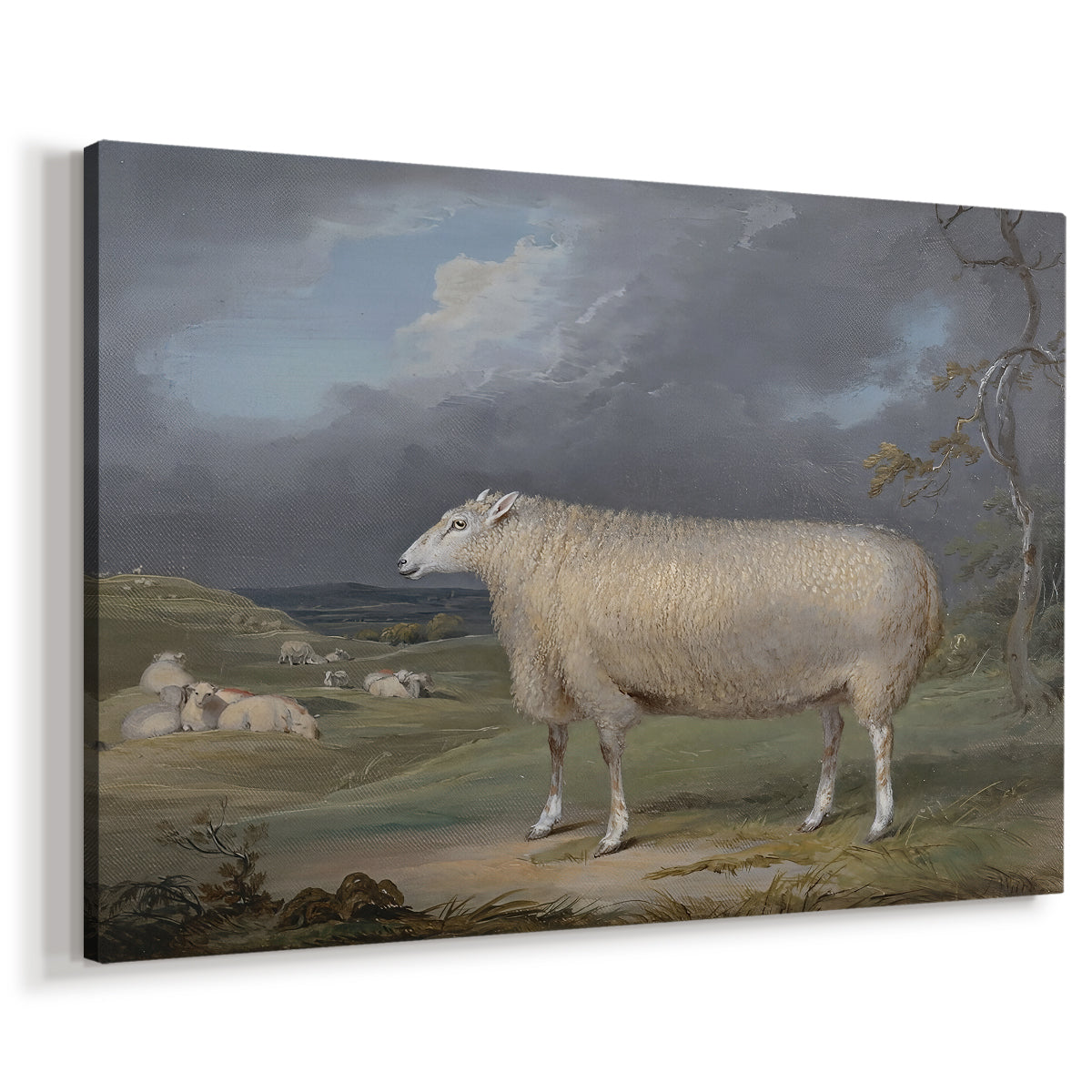 Canvas art print featuring a pastoral animal portrait of ewe in rural field, displayed at an angle
