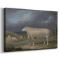 Canvas art print featuring a pastoral animal portrait of ewe in rural field, displayed at an angle