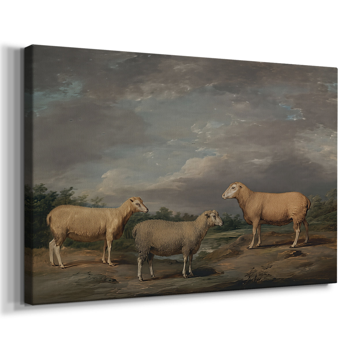Canvas art print featuring a livestock portrait featuring multiple sheep breeds, displayed at an angle
