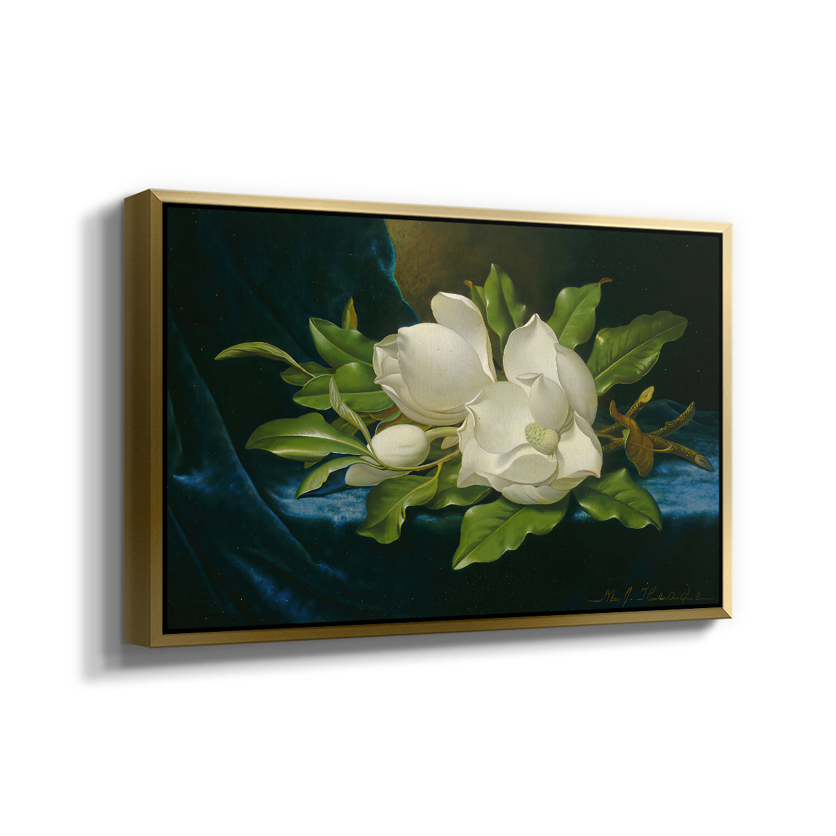 Giant Magnolias on a Blue Velvet Cloth, c. 1890 - Floater Framed Canvas Print
