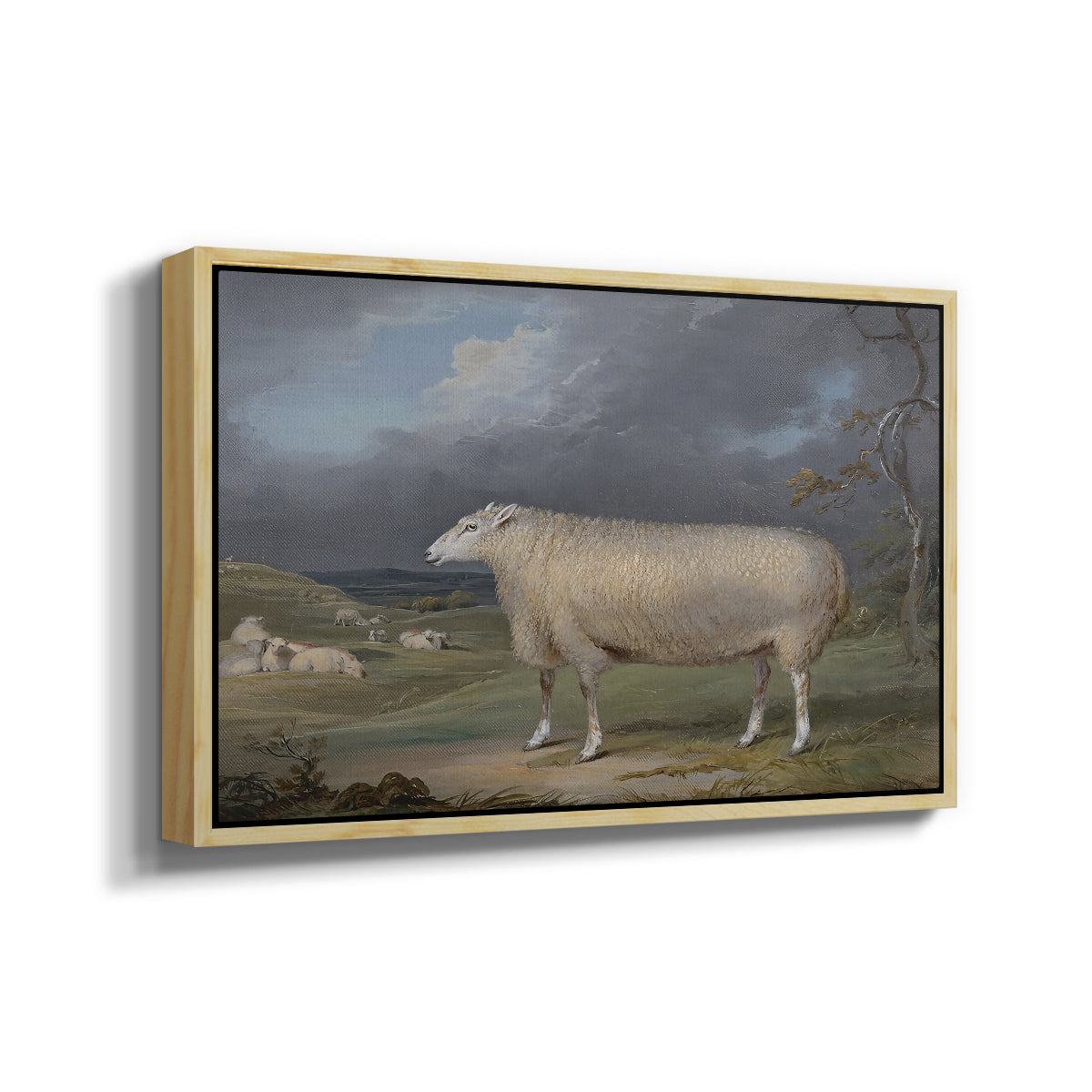 A Border Leicester Ewe, c. 1795-1800 - Floater Framed Canvas Print