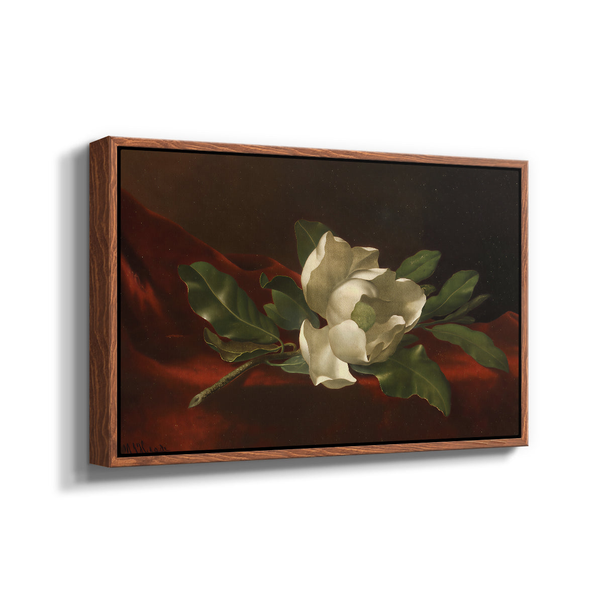 Magnolia on Red Velvet, c. 1885-1890 - Floater Framed Canvas Print
