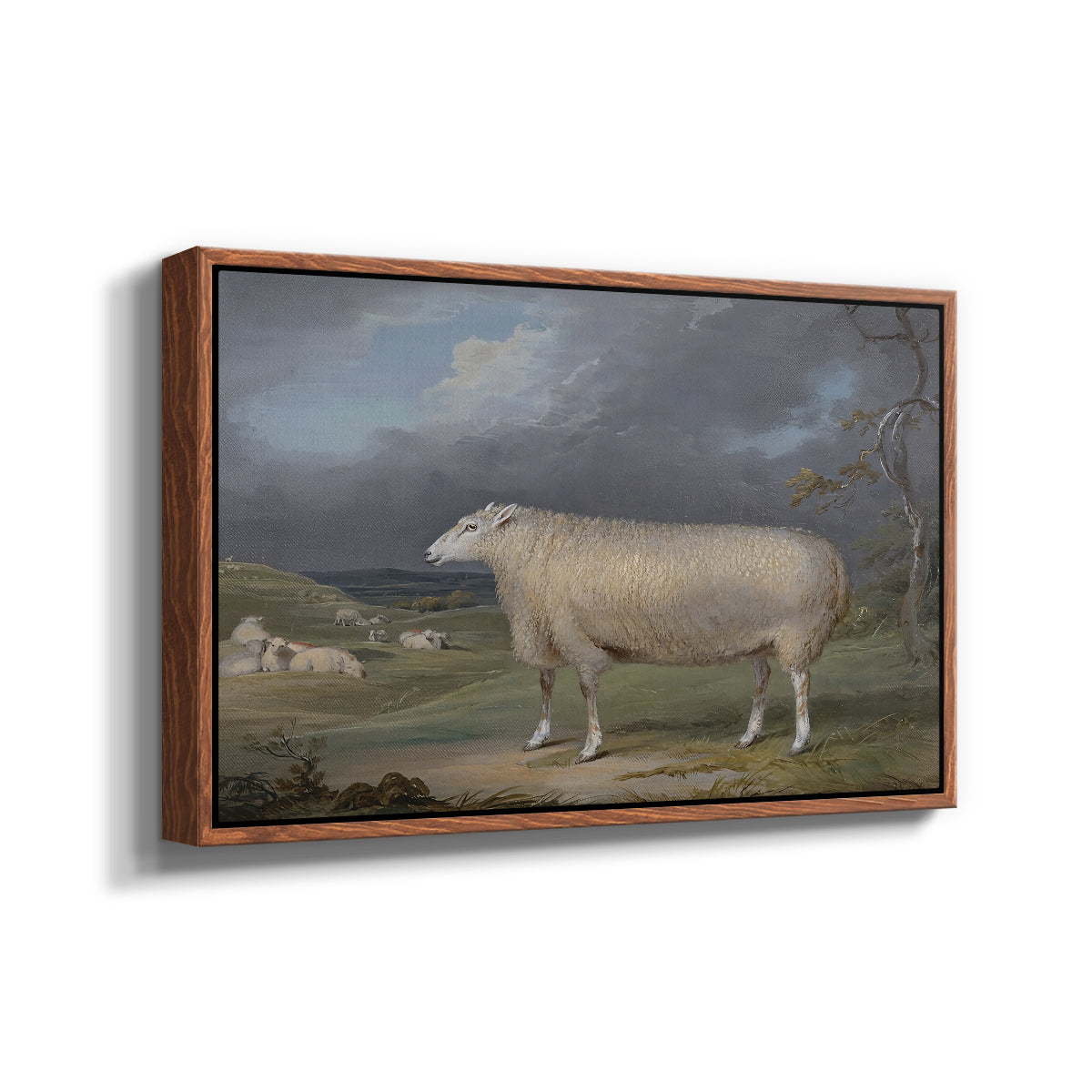 A Border Leicester Ewe, c. 1795-1800 - Floater Framed Canvas Print