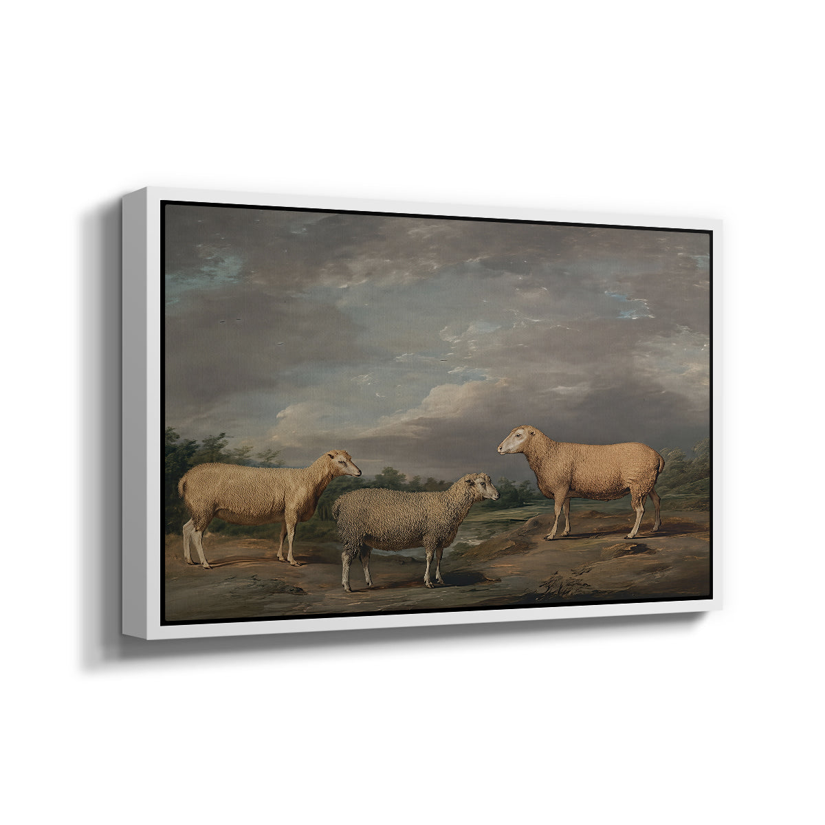 Ryelands Sheep, the King's Ram, the King's Ewe and Lord Somerville's Wether, c. 1801-1807 - Floater Framed Canvas Print