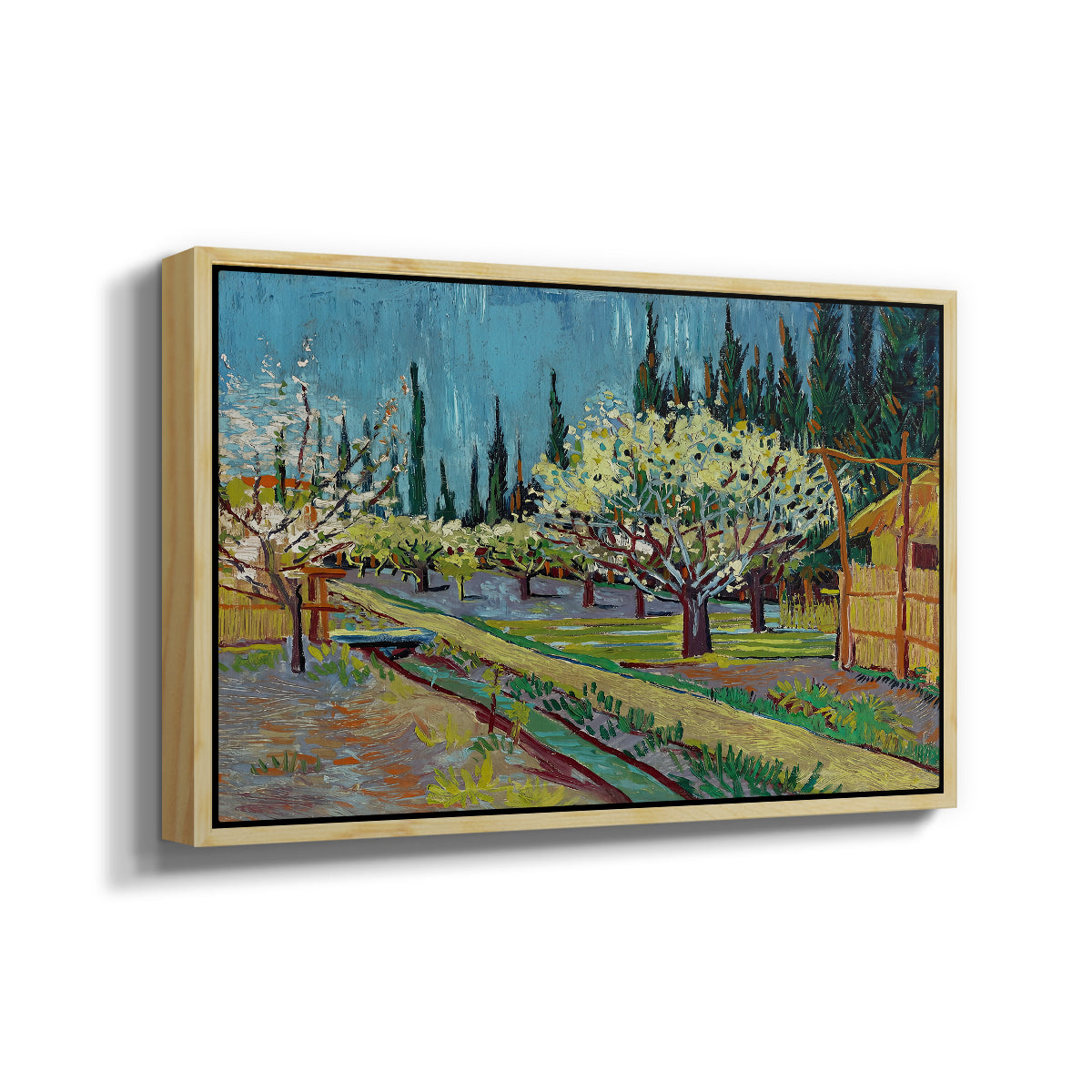 Orchard in Blossom, Bordered by Cypresses, 1888 - Floater Framed Canvas Print