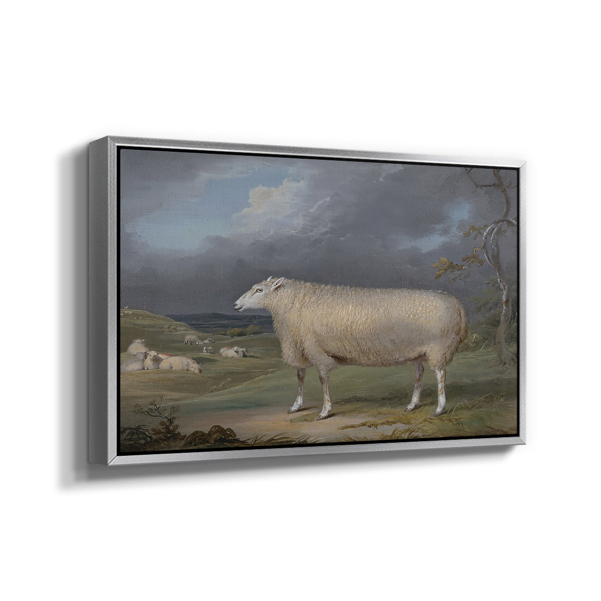A Border Leicester Ewe, c. 1795-1800 - Floater Framed Canvas Print