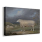 Canvas art print featuring a pastoral animal portrait of ewe in rural field, displayed at an angle