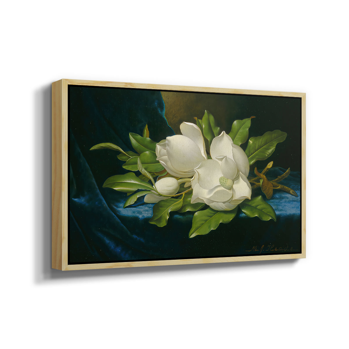 Giant Magnolias on a Blue Velvet Cloth, c. 1890 - Floater Framed Canvas Print