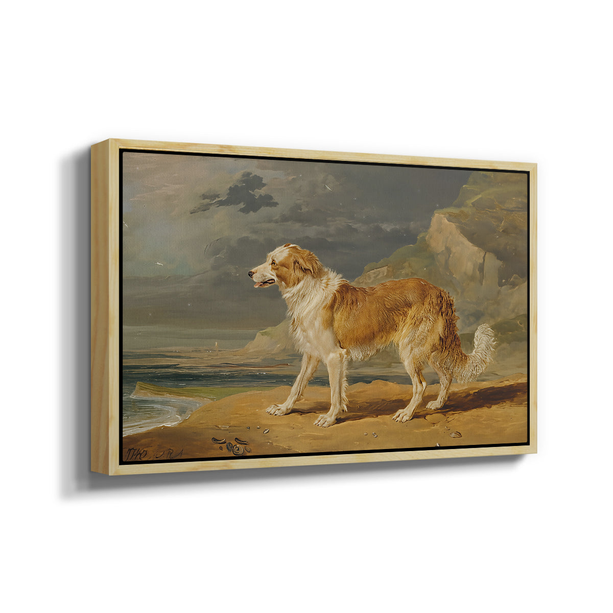 Rough-Coated Collie, 1809 - Floater Framed Canvas Print