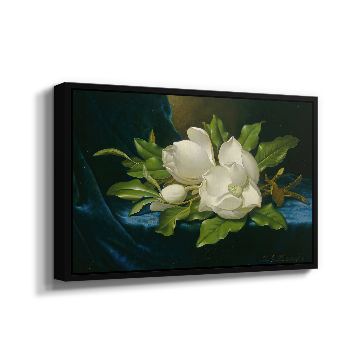 Giant Magnolias on a Blue Velvet Cloth, c. 1890 - Floater Framed Canvas Print