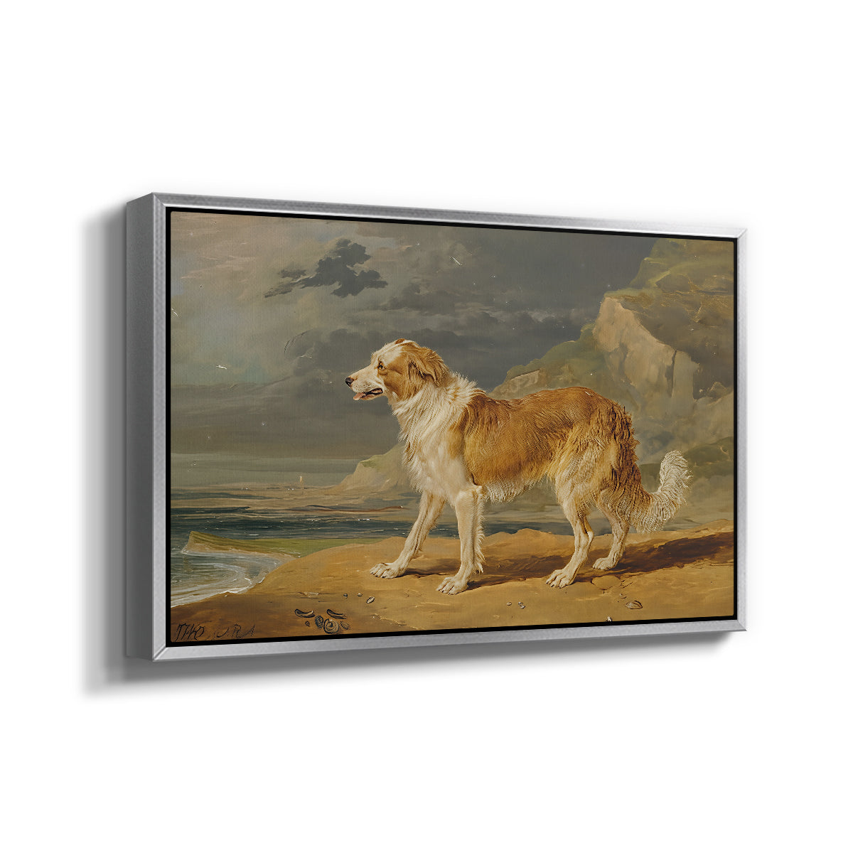 Rough-Coated Collie, 1809 - Floater Framed Canvas Print