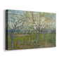 Canvas art print featuring an orchard in bloom with pink blossoms across soft landscape, displayed at an angle