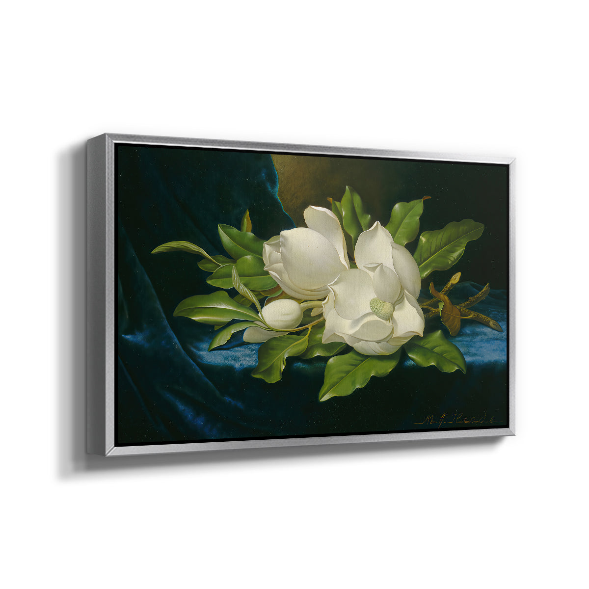 Giant Magnolias on a Blue Velvet Cloth, c. 1890 - Floater Framed Canvas Print