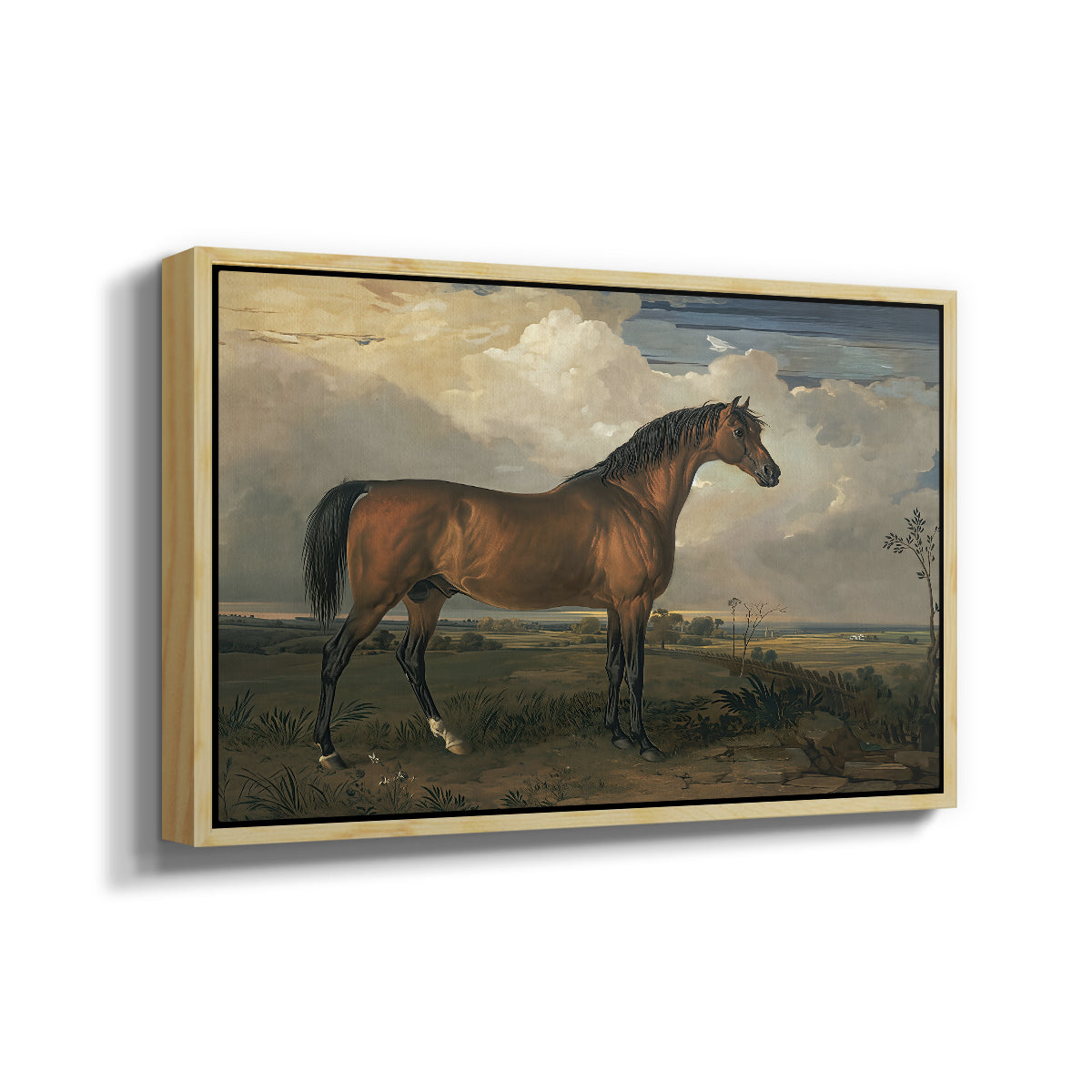 Eagle, A Celebrated Stallion, 1809 - Floater Framed Canvas Print
