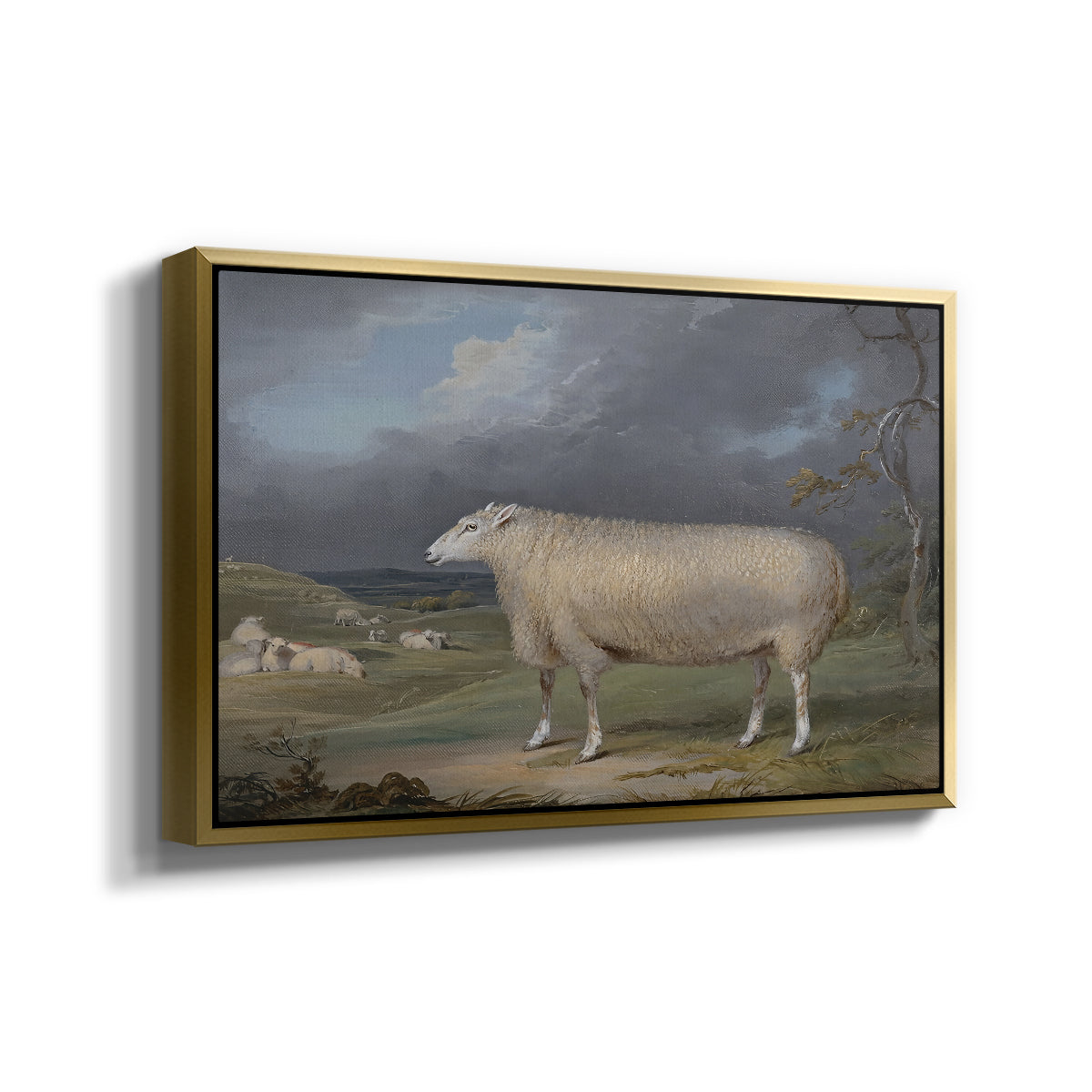 A Border Leicester Ewe, c. 1795-1800 - Floater Framed Canvas Print
