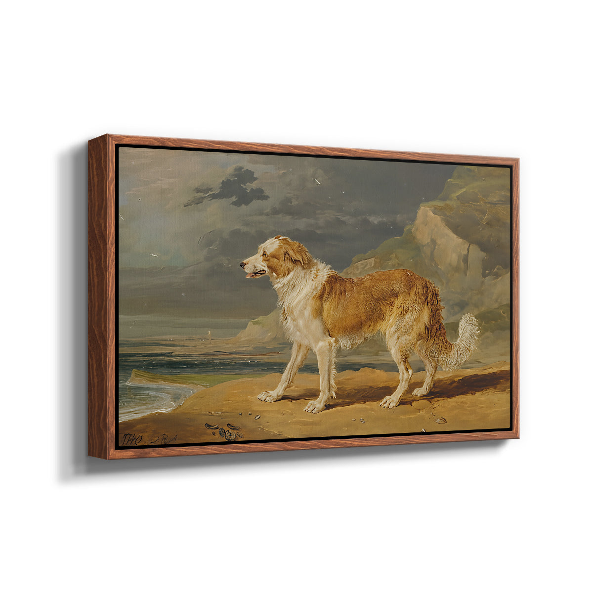 Rough-Coated Collie, 1809 - Floater Framed Canvas Print