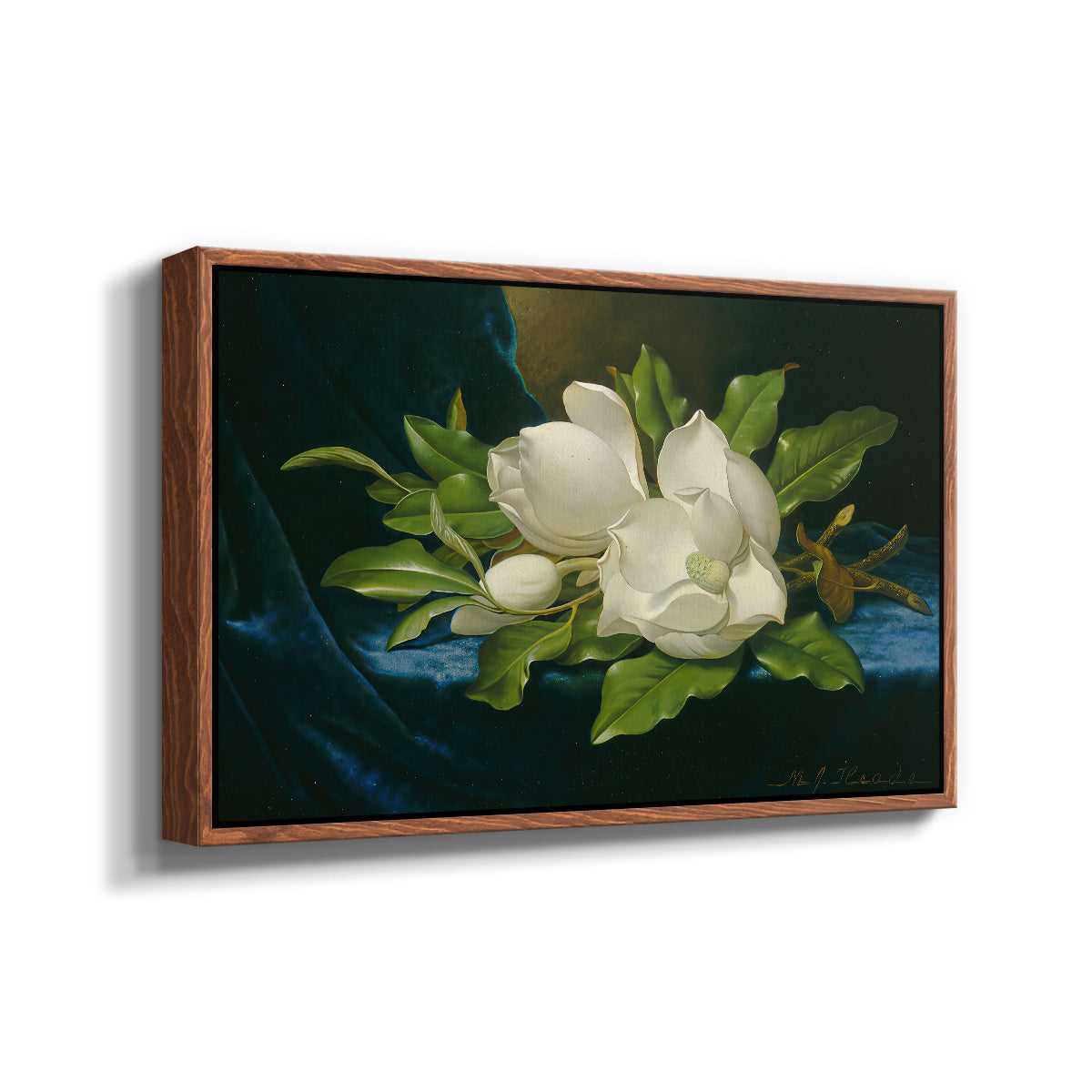 Giant Magnolias on a Blue Velvet Cloth, c. 1890 - Floater Framed Canvas Print