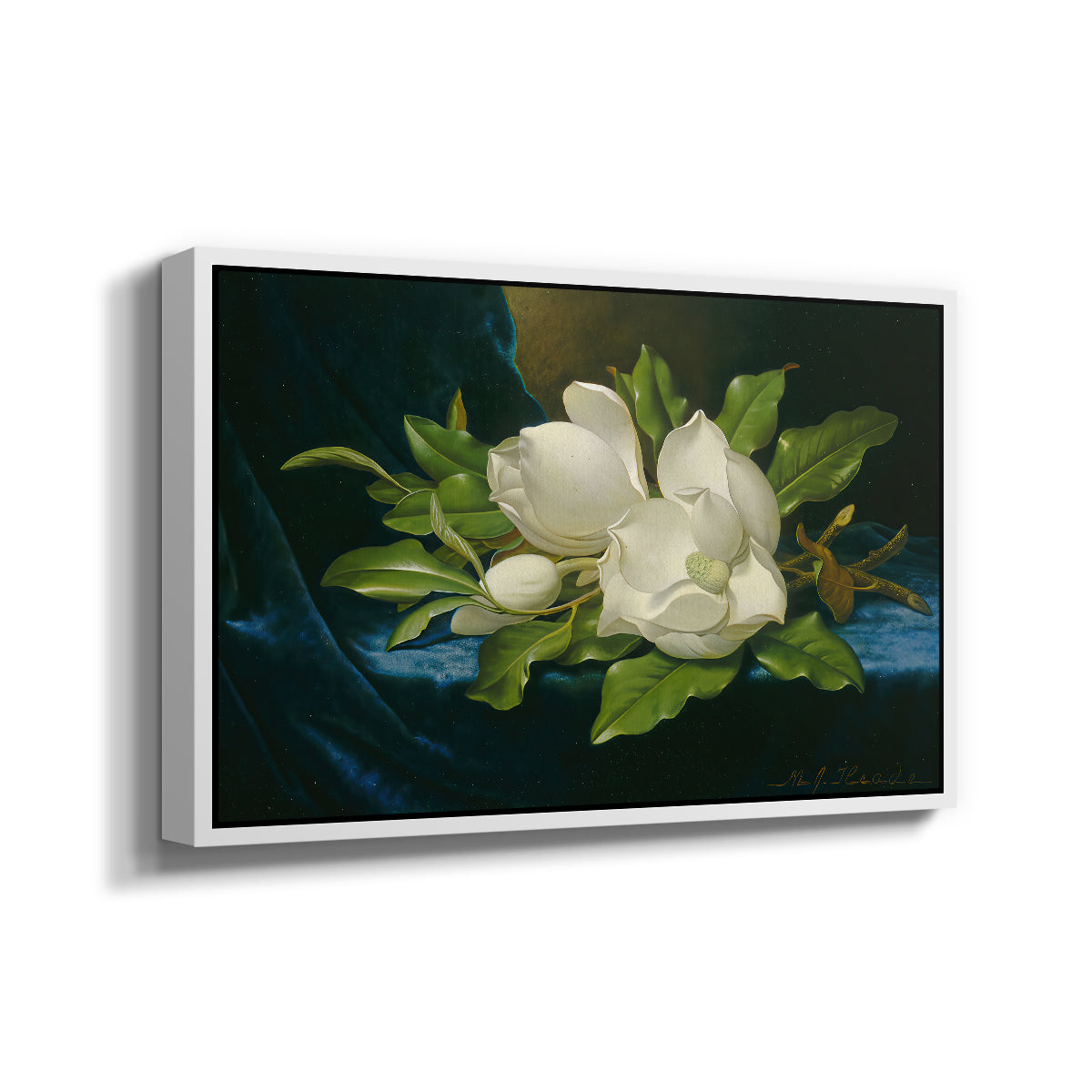 Giant Magnolias on a Blue Velvet Cloth, c. 1890 - Floater Framed Canvas Print