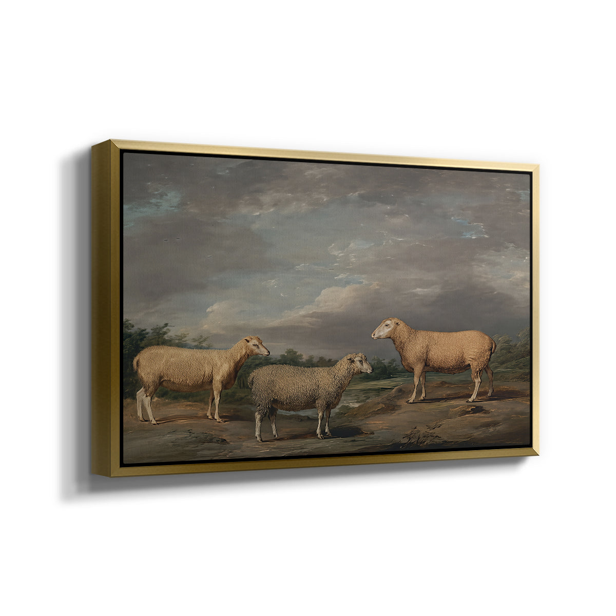 Ryelands Sheep, the King's Ram, the King's Ewe and Lord Somerville's Wether, c. 1801-1807 - Floater Framed Canvas Print