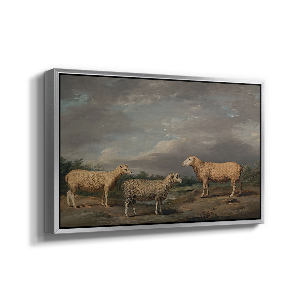 Ryelands Sheep, the King's Ram, the King's Ewe and Lord Somerville's Wether, c. 1801-1807 - Floater Framed Canvas Print