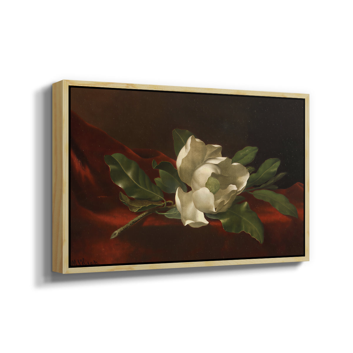 Magnolia on Red Velvet, c. 1885-1890 - Floater Framed Canvas Print